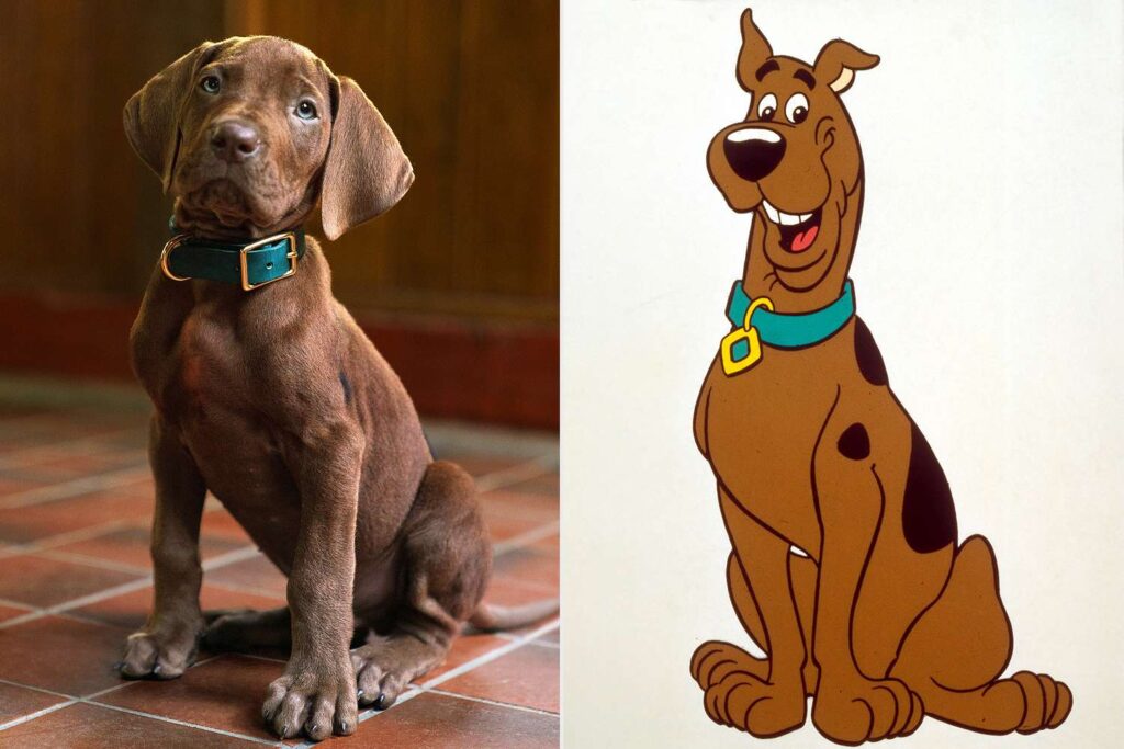 Scooby-Doo: Origins gây tranh cãi ngay từ tạo hình Scooby Người hâm mộ chia thành nhiều luồng ý kiến sau khi Netflix giới thiệu tạo hình Scooby mới trong Scooby-Doo: Origins.